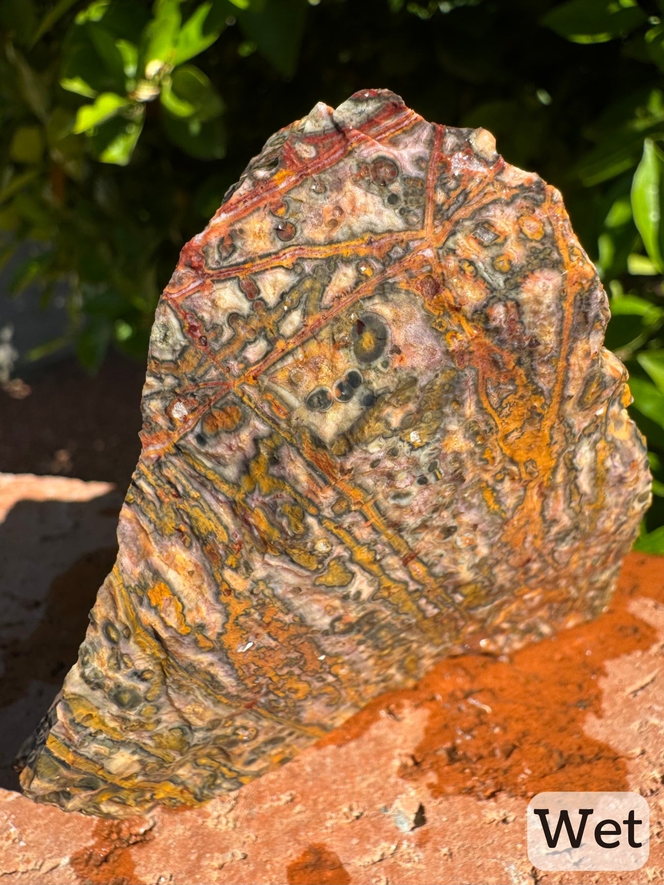 Captioned "wet," a side of the piece with excellent veining in vibrant red-to yellow colors, with a few large spherulites. In places one can see the veining is composed of spherulites. The radial growth pattern is apparent.