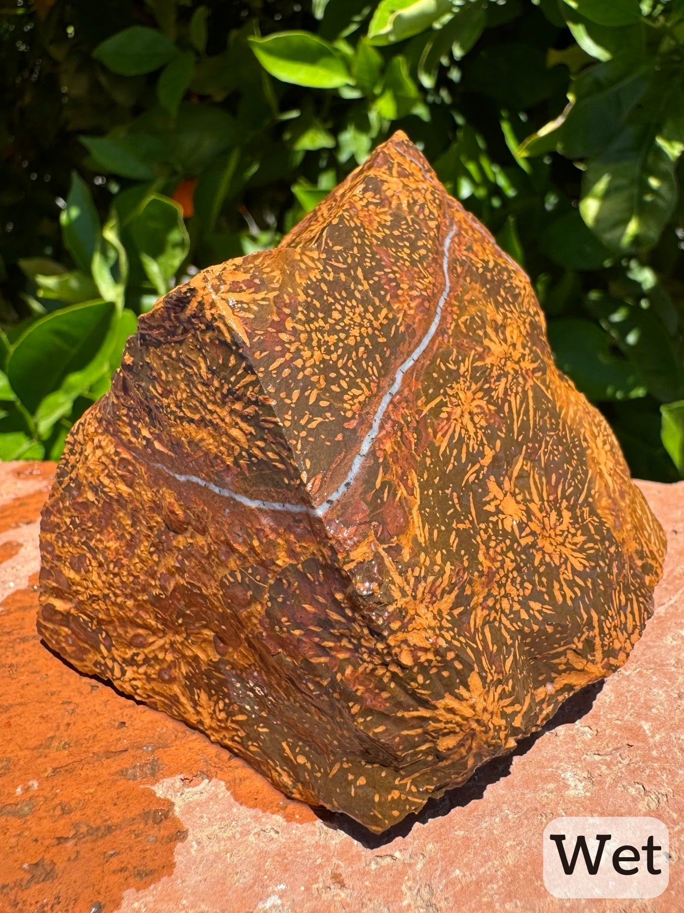 Captioned "wet," another wet view of the white quartz vein around the top shown from a different angle bordered with red coloration on a brown face with starbursts