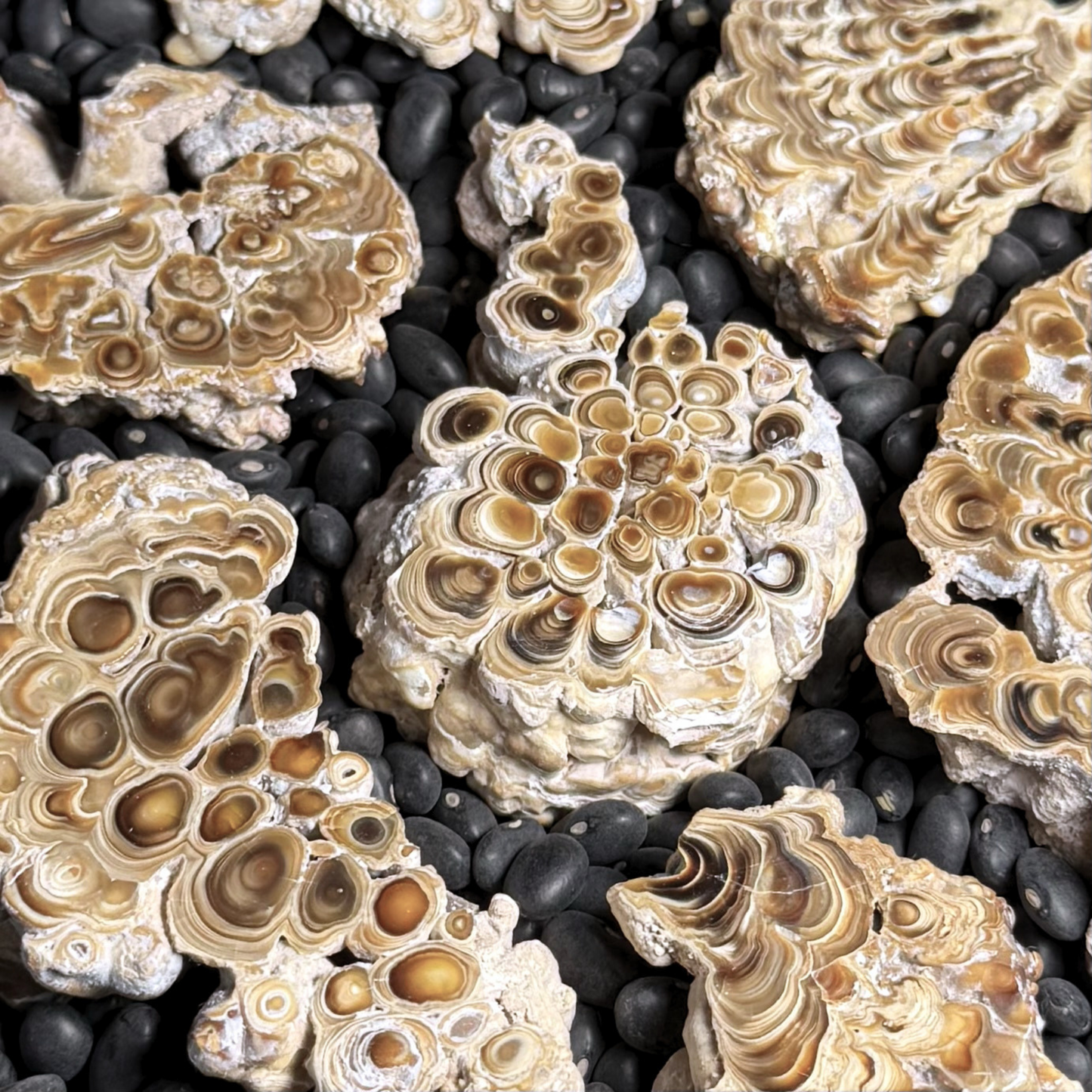 Aragonite cave formation, polished slice (small)