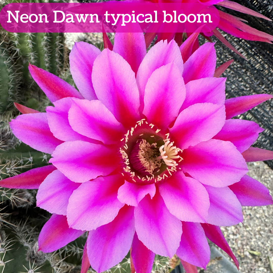 Neon Dawn torch cactus typical bloom, wide pointed petals with a deeply saturated pink center that fades to light pink at the edges. The outer petals are deeper pink, thin and pointed.