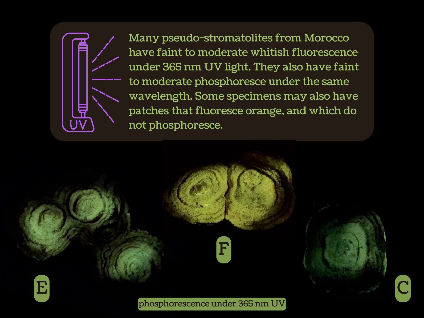 A blurb on a black background starts with a V light symbol then reads "Many pseudo-stromatolites from Morocco have faint to moderate whitish fluorescence under 365 nm UV light. They also have faint to moderate phosphoresce under the same wavelength. Some specimens may also have patches that fluoresce orange, and which do not phosphoresce."

Below, there are three examples. Option E phosphoresces light green, option F green-yellow, and option C green. This is labeled "phosphorescence under 365 nm UV"