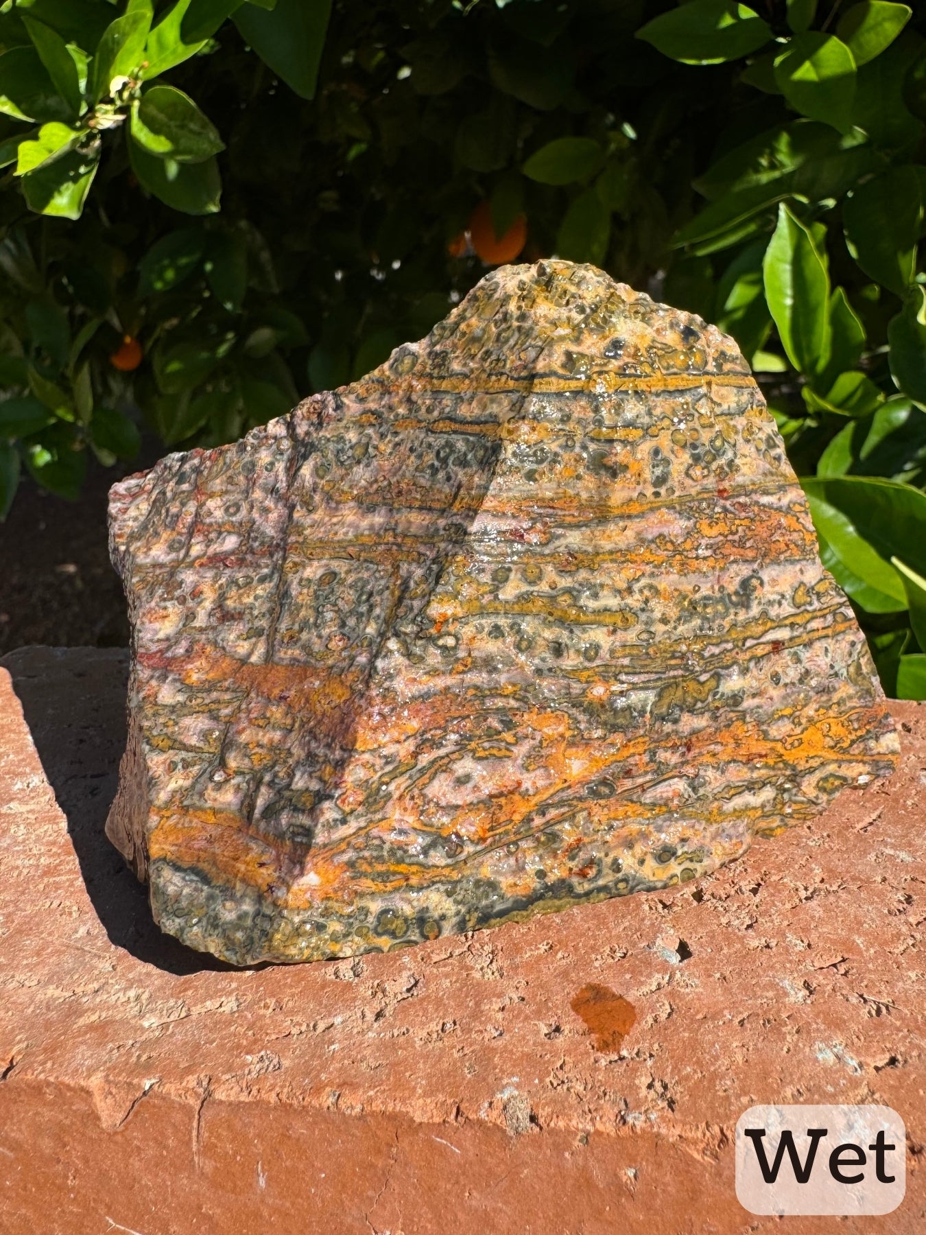 Captioned "wet," an angled view of two sides, with the veining n a color gradient from yellow to golden yellow. Some veins are wide and have patches of white quartzy mineral in the center.