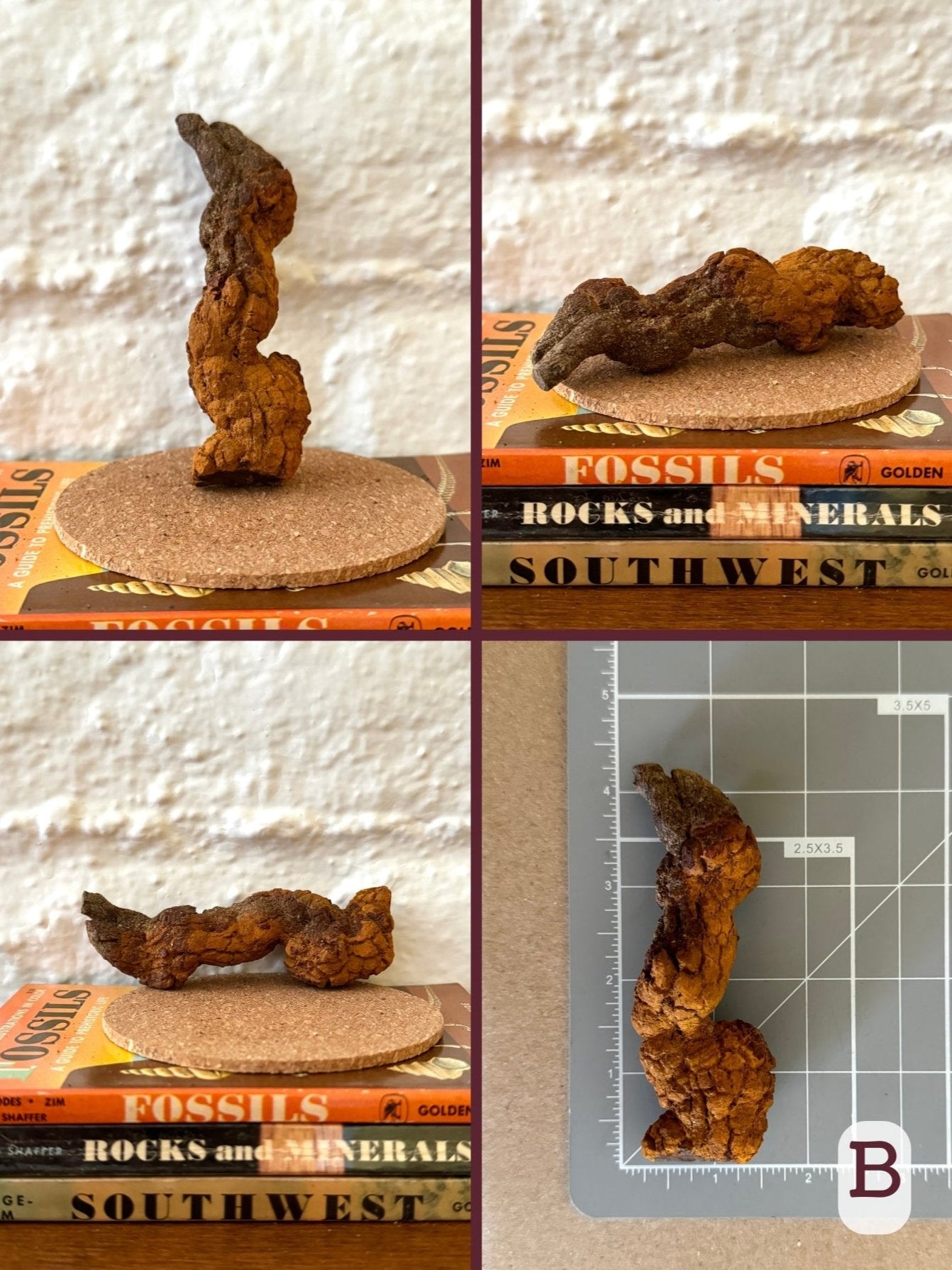 Option B, four views of a well-formed corpolite, wriggly shape with one flat end and one pointed. It is brown with orange iron staining. The final image shows the piece on a measuring mat, measuring about 4 inches.