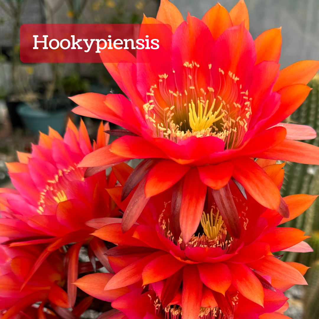 Captioned "Hookypiensis," several large flowers with long elegant pointed petals on a cactus. The petals are more orange on the outside and more hot pink in the center of the flower. It has yellow stigma and anthers on dramatic long filaments.