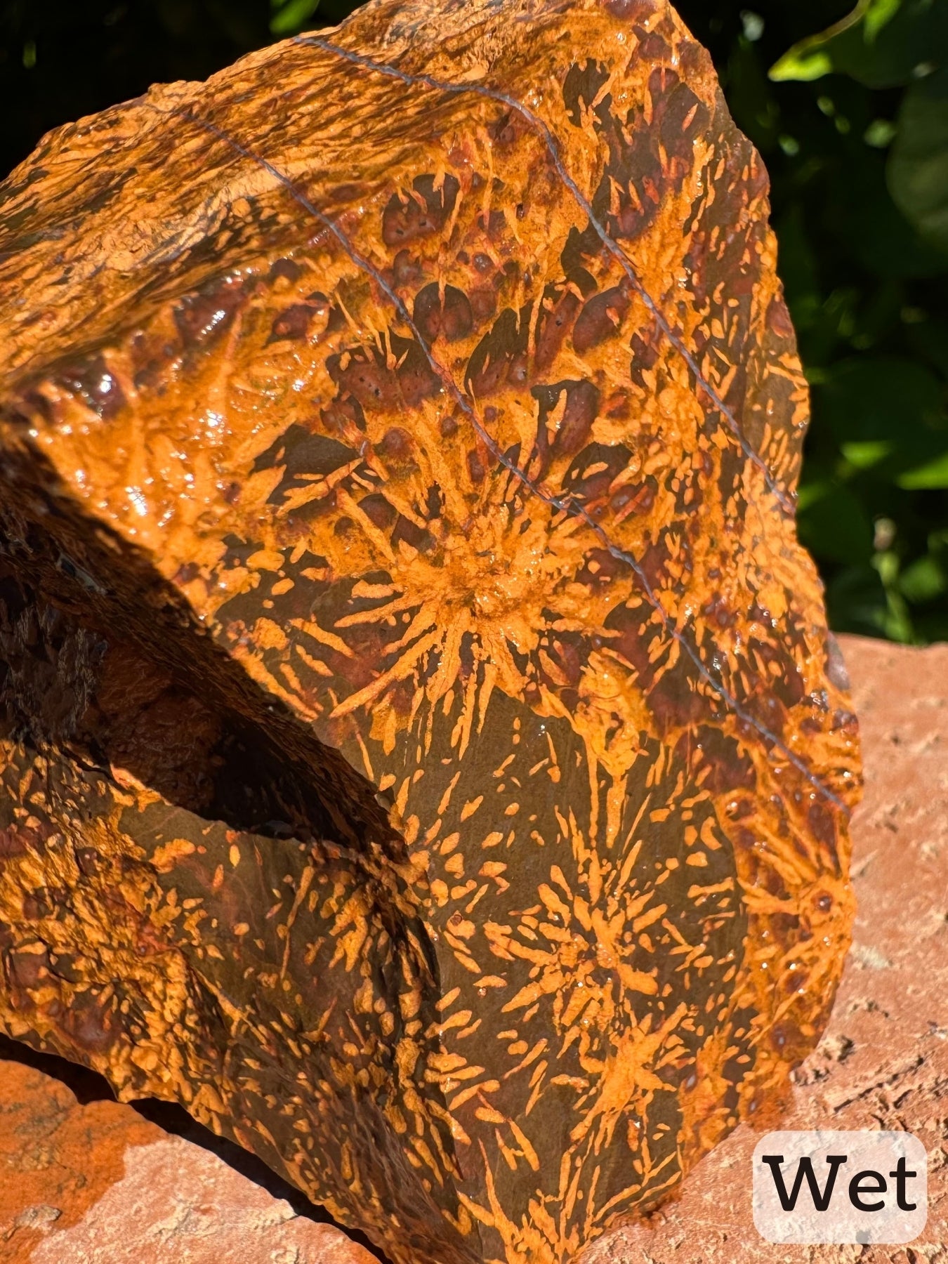 Captioned "wet," a detail view of an end of the piece, showing excellent growth with semi-melted looking spherulites and red spotting near the top and clean starbursts at the bottom. There are two thin parallel quartz veins across the face.