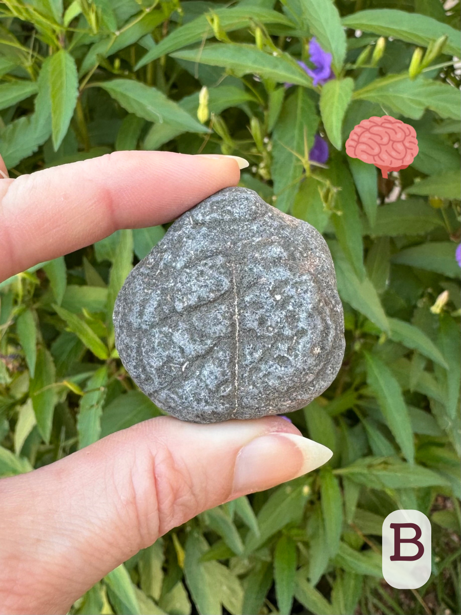 Option B, a flat gray rock with crinkly patterns and a line up the middle, looking like a brain. There is a graphic of a brain on the picture