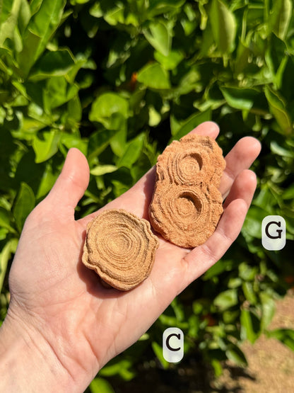 Two pseudo-stromatolites filling a hand to show scale. The one on the left is flat and oval and labeled option "C"; the one on the right has a pair of round formations like eyes and is labeled "G"