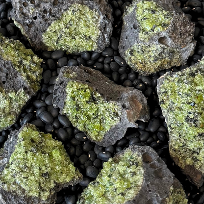 Several small pieces of peridotite in basalt, a near-black lava rock with pockets of small yellow-green crystals. They are spread on a background of black beans.