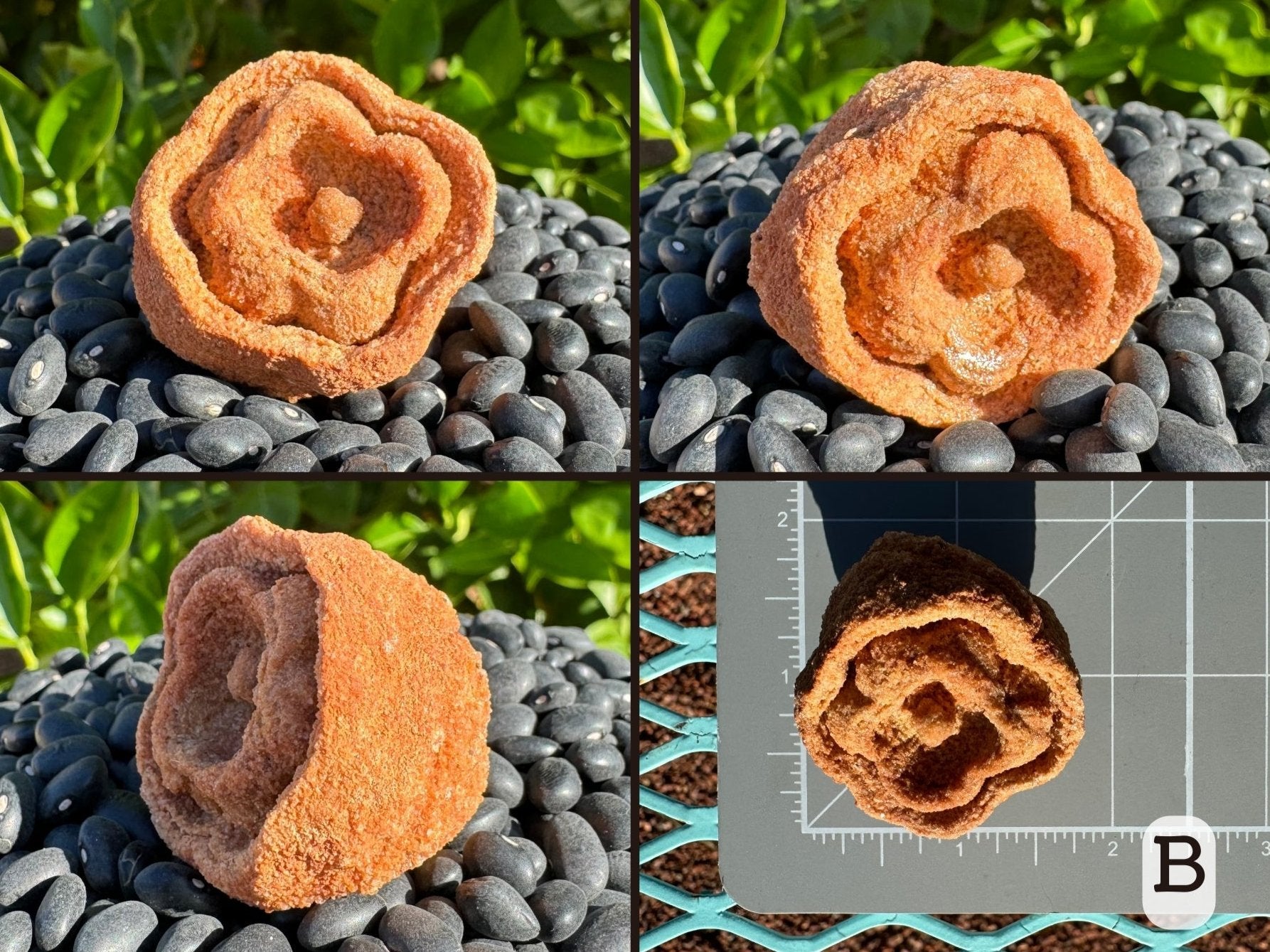 Option B, four views of a cloverleaf-shaped pseudo stromatolite. Instead of the usual concentric layering, it has one raised sphere at the center, one raised ring shaped like a cloverleaf, and then the rounder raised edge.  Piece is red-toned. Picture four is the piece measuring one and three quarters inched on a measuring mat