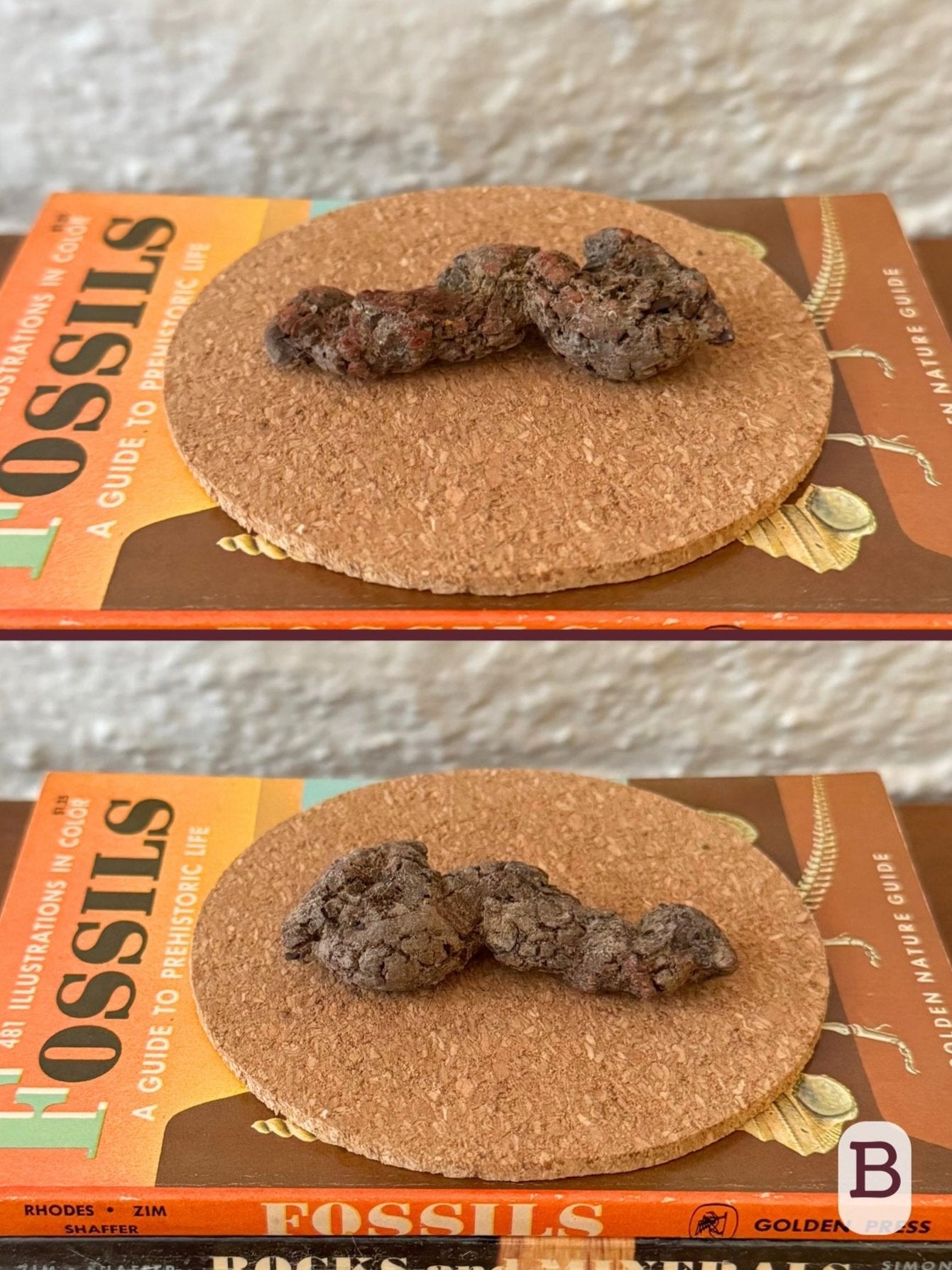 Option B, two views of a long coprolite that's bunched up at one end, with brown and red-brown coloration