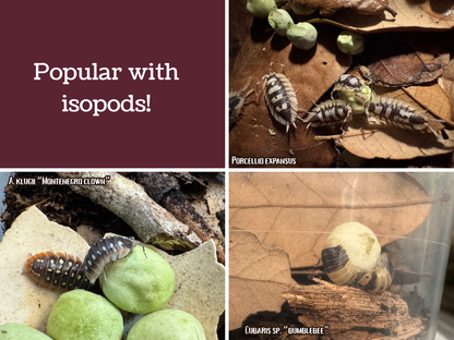 Isopod Nutrition: freeze-dried peas