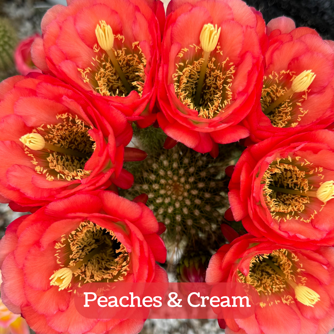 Peaches & Cream torch cactus bloom, compact flowers with layered rounded petals, and an even coral orange-pink tone. The pistil and stamen filaments are yellow.