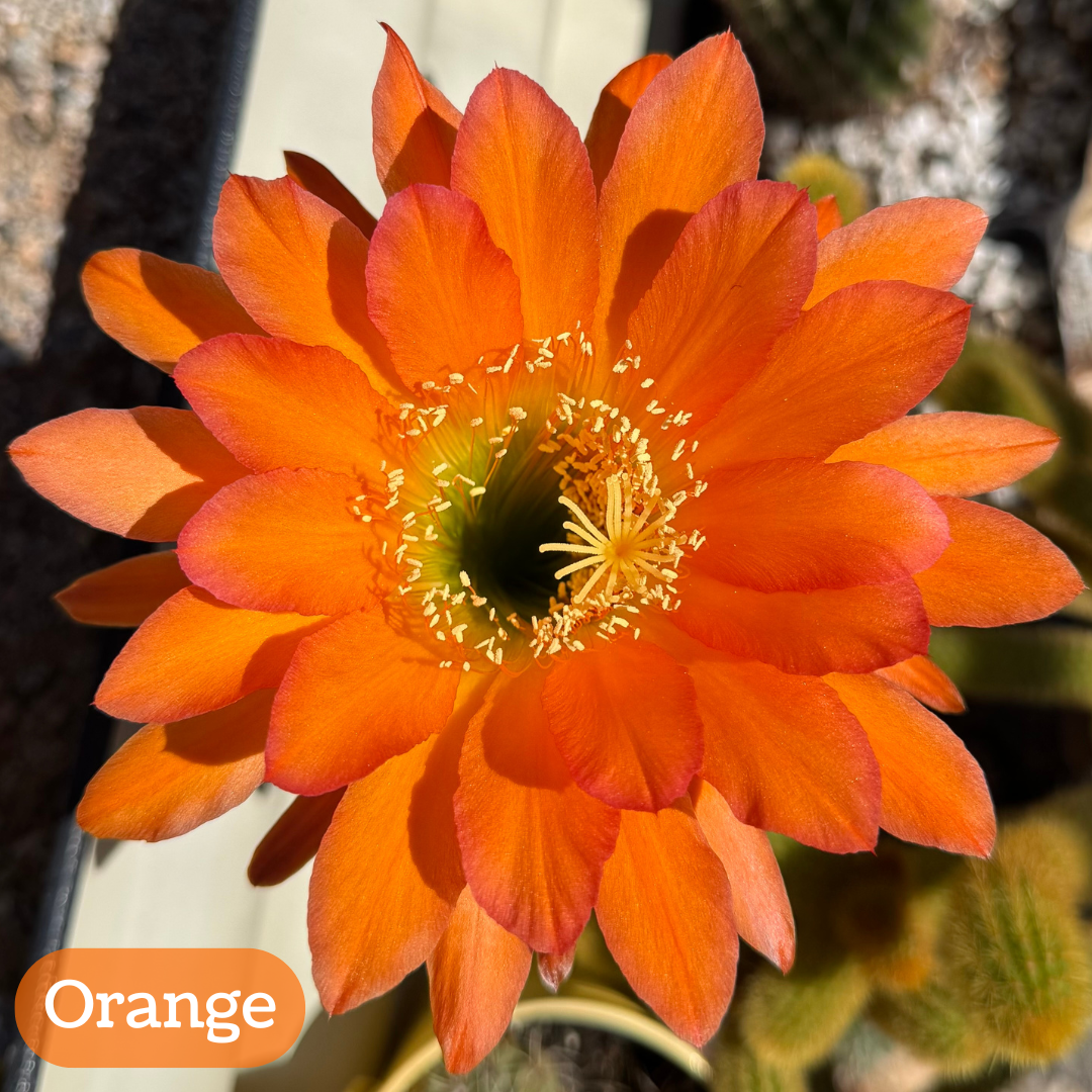 Orange torch cactus bloom, a pumpkin-orange pointed petals with slightly red-pink tinged edges, light yellow pistil and stamen filaments with a light green center. 
