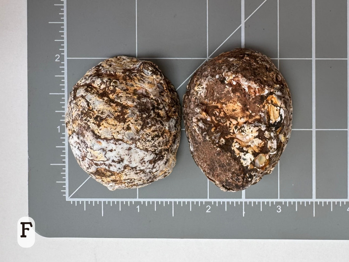 Option F: Scale image of the geode pair face-down on a measuring mat, measuring about one and three quarter inches in diameter.