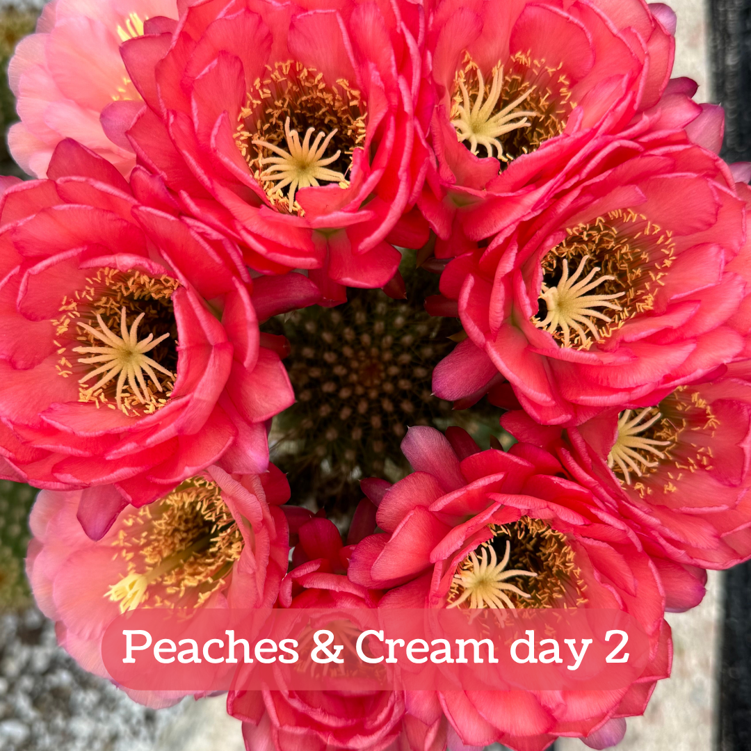 Peaches & Cream torch cactus bloom on day two, the orange tone has faded from the flowers leaving them a subtle rose-pink color.