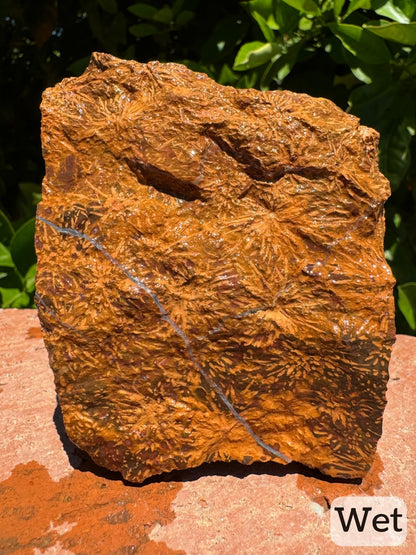 Captioned "wet," the main face of the piece while it is wet, making the starburst patterning more deep golden tan in color. Some of the starburst pattern disappears on the part with lighter brown background. The quartz vein stands out more.