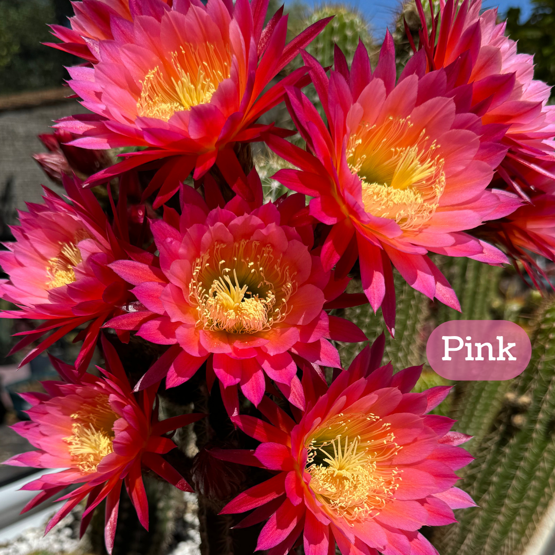 Pink torch cactus bloom, large flowers with pointed petals in even layers, the central petals light pink and the outer petals deep pink with a gradient of layers between. The pistil and stamen filaments are butter yellow. 