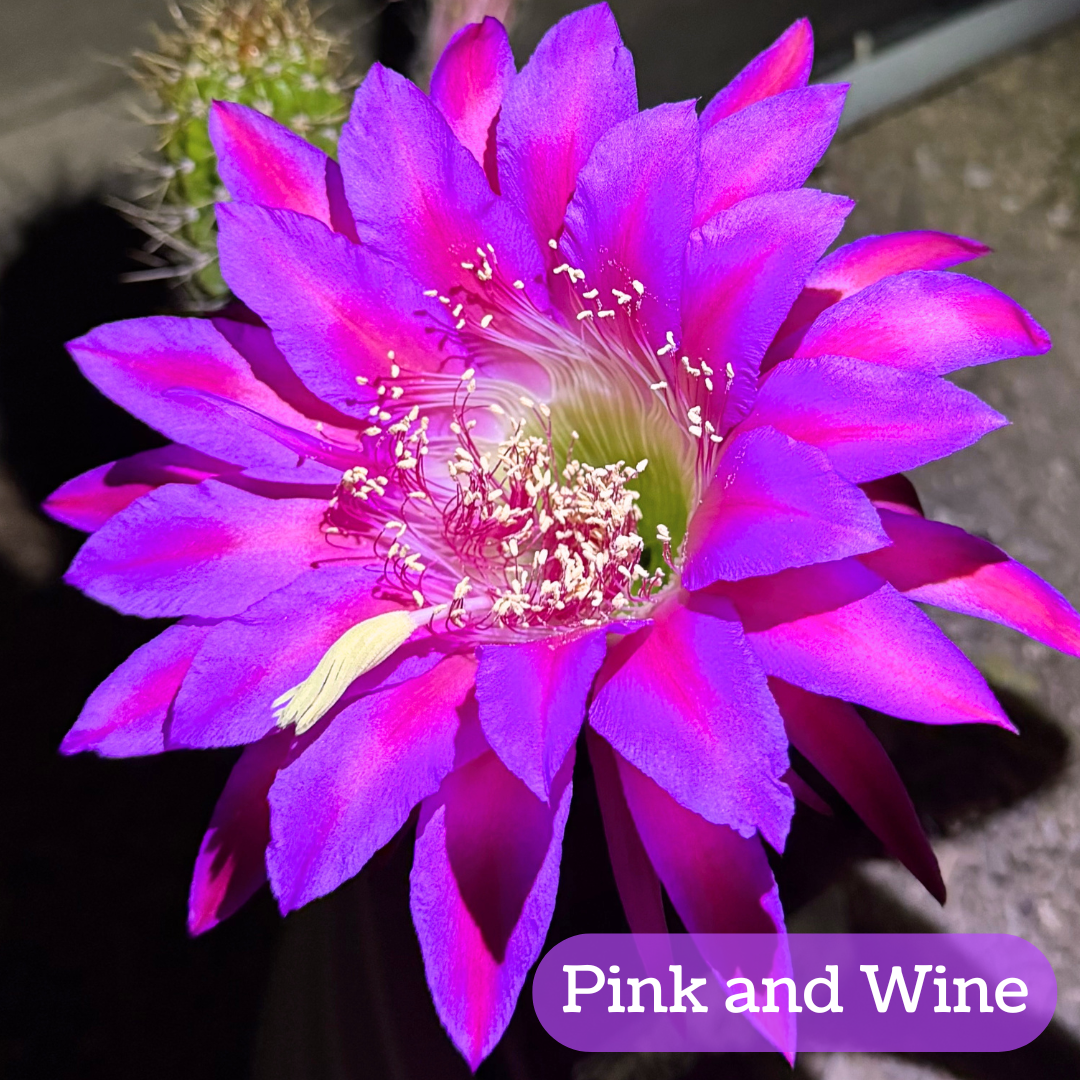 Pink and Wine torch cactus bloom, large pointed petals with a hot pink center and purple-pink edges. The pistil and stamen filaments are white with a light green center. 