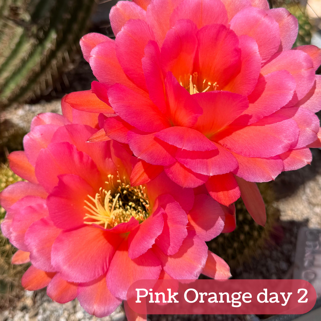 Pink Orange torch cactus bloom, compact flowers with layered rounded petals, pink-colored with a slight orange stripe down the center of each petal. The pistil and stamen filaments are butter-yellow.