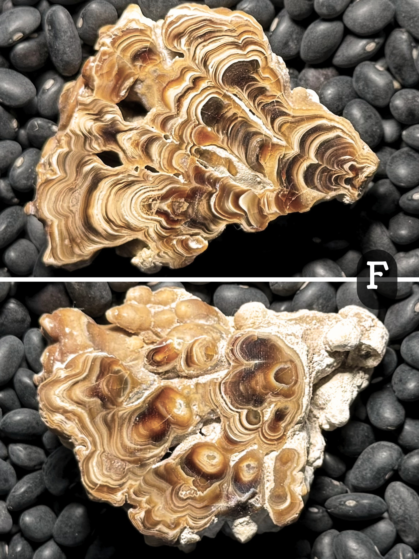 Aragonite cave formation, polished slice (small)