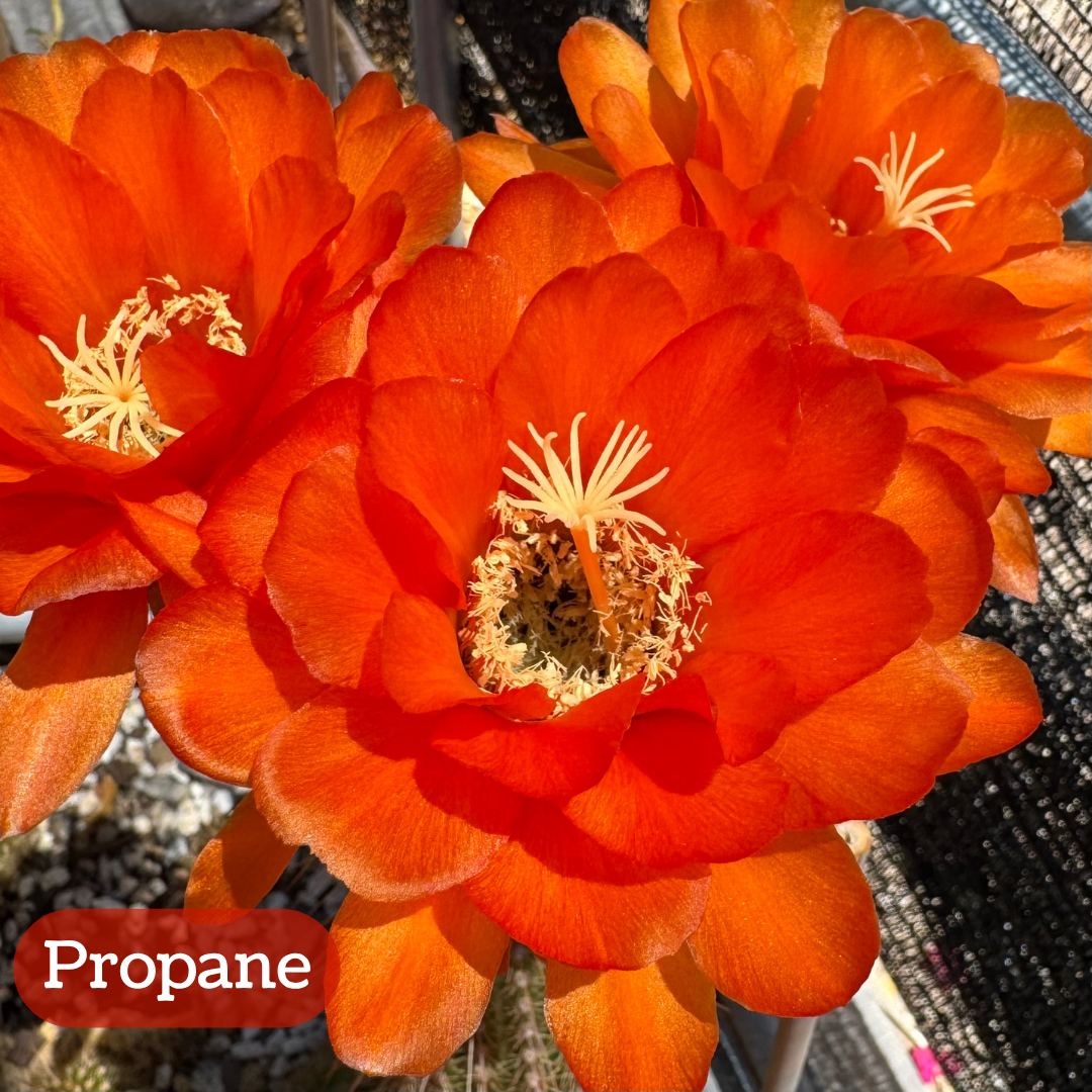 Propane torch cactus bloom, a saturated red-orange with rounded slightly frilly petals. The pistil and stamen filaments are cream-colored.