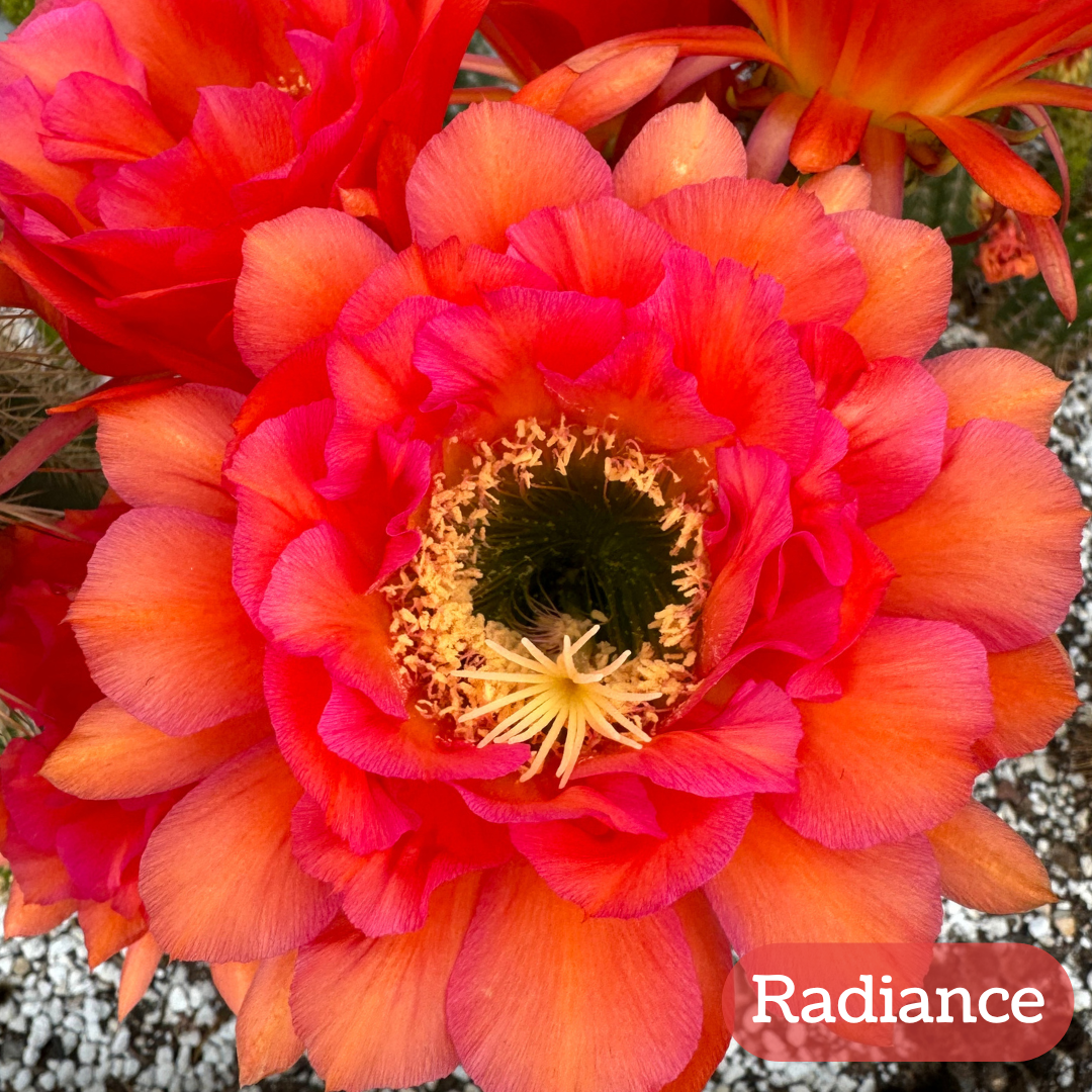 Radiance torch cactus bloom, large wide petals with a ruffled layered center, the petals having a vibrant orange center deepening to pink at the edges. The pistil and stamen filaments are butter-yellow.