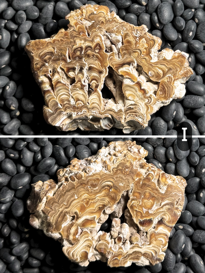 Aragonite cave formation, polished slice (small)