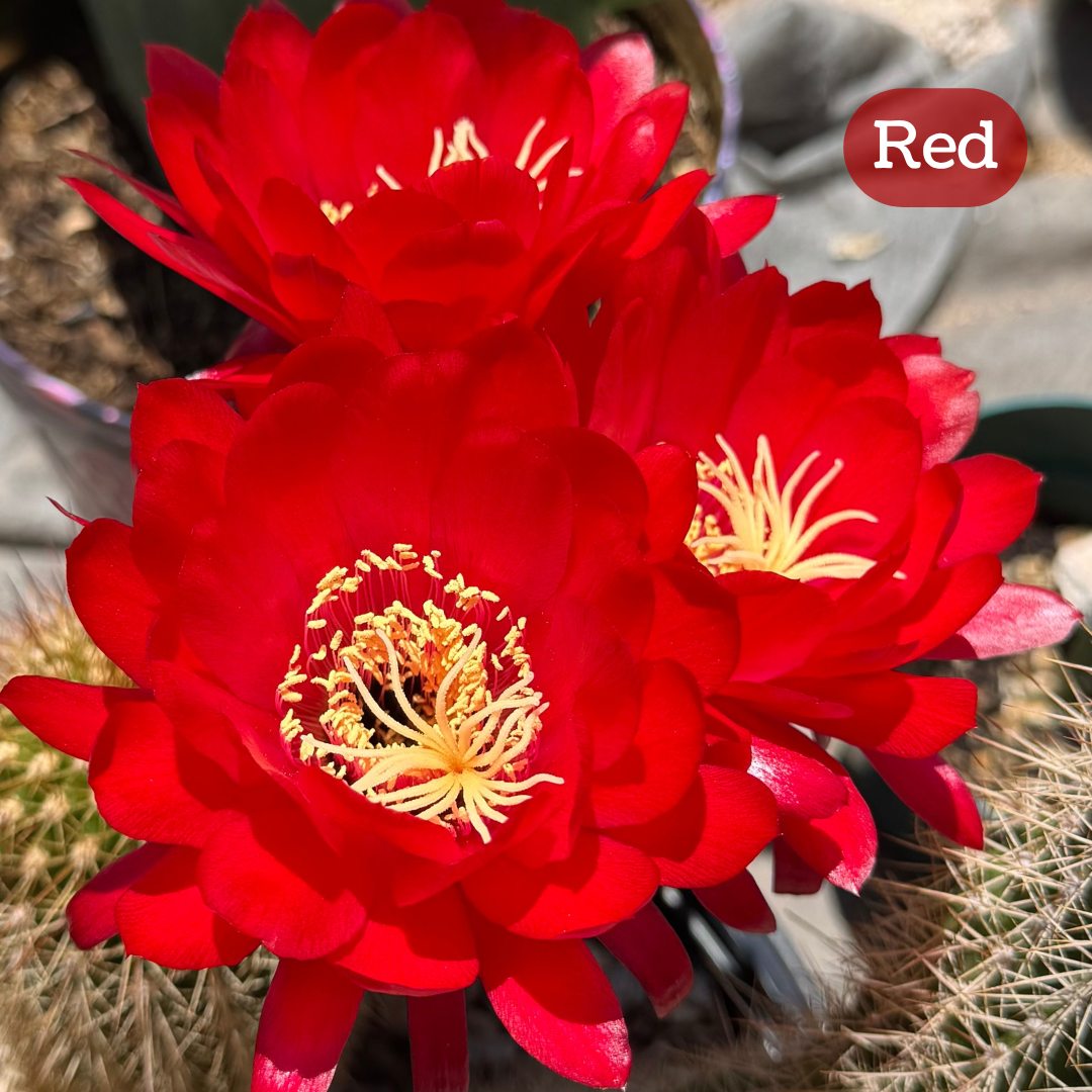 Red torch cactus bloom, a saturated pure red flower with layered rounded petals and narrow pointed ones around the outer layer. The pistil and stamen filaments are butter-yellow. 