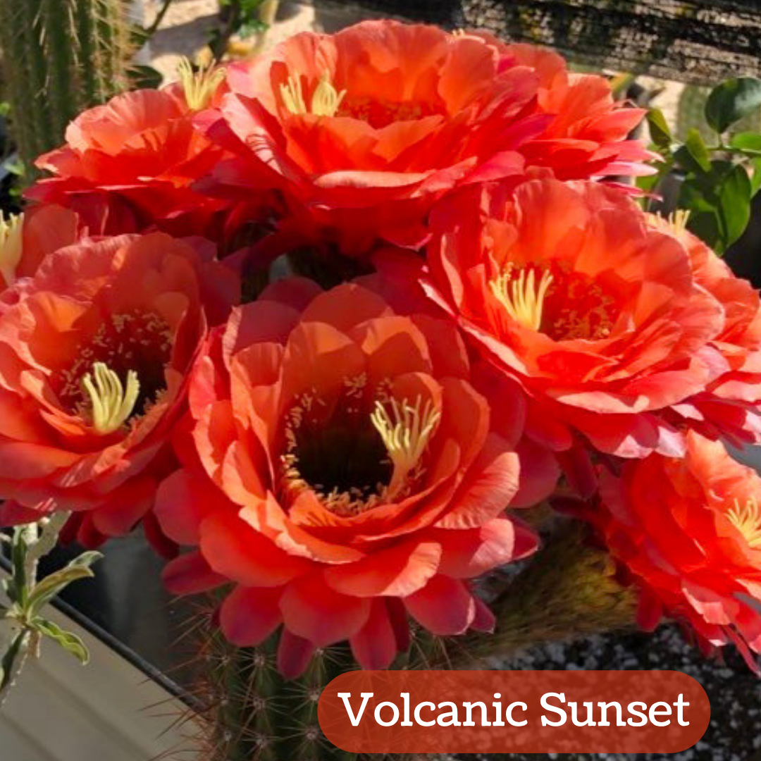 Volcanic Sunset torch cactus bloom, large rounded petals with many layers like a camellia. The flowers have an even red-orange color, with butter-yellow pistil and stamen filaments. 