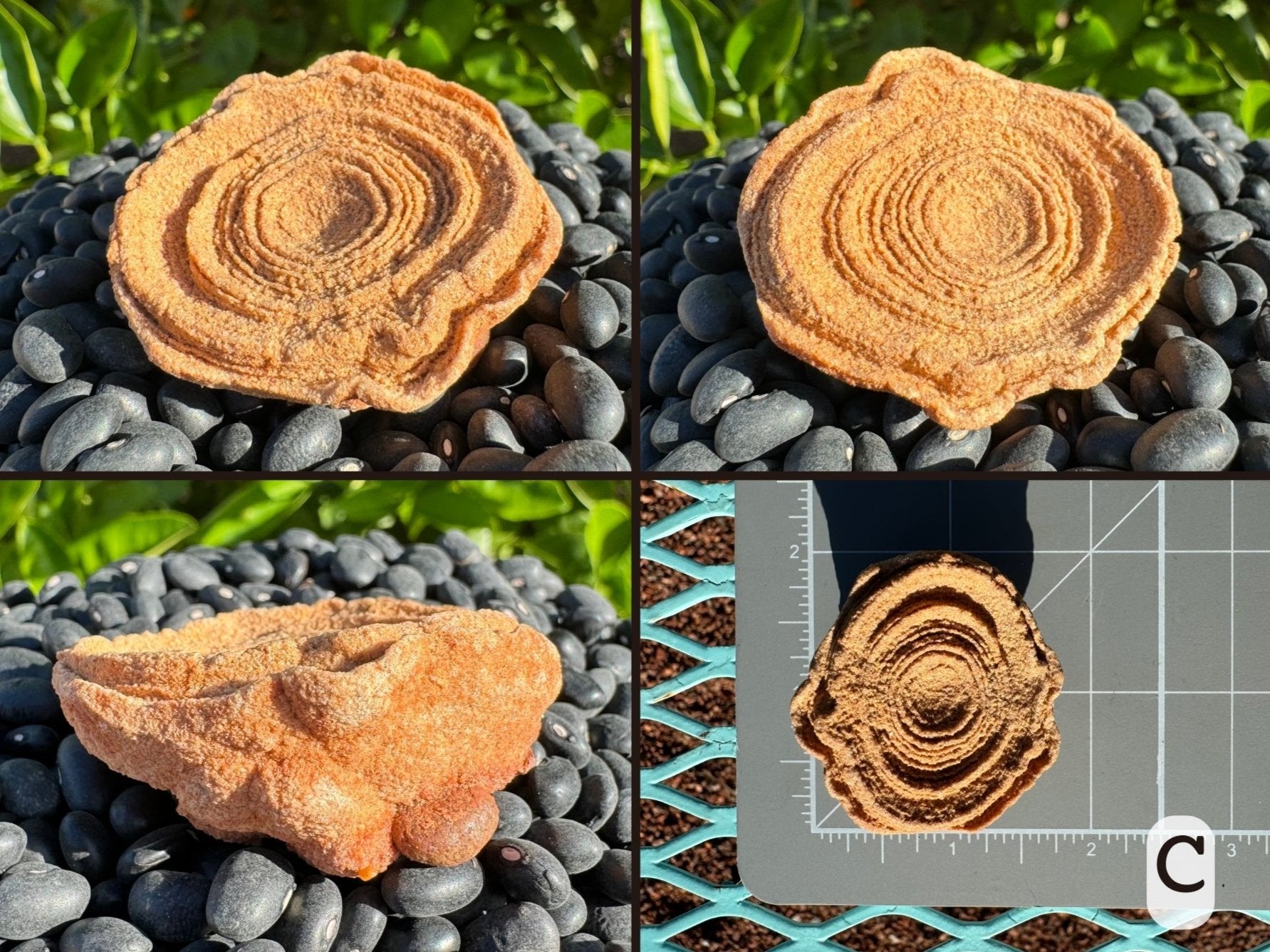 Option C, four views of a a flat oval red-toned pseudo stromatolite with good concentric layering. There are some bumps like ears along the edges, and it has a lumpy back. Picture four is the piece measuring two inches long and one and three quarters inches wide on a measuring mat