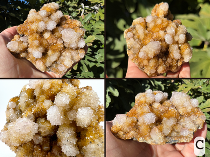 Option C, four views of a cactus quartz cluster with short bumps covered with druzy, and only a few crystal tips poking through. The piece has an off-white color with saturated golden yellow-brown staining in the lower areas between bumps. The piece has black iron spots.