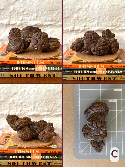 Option C, four views of a well-formed coprolite with twisted lumpy form. Dark brown color. The final image shows the piece on a measuring mat, measuring about four and a half inches long.