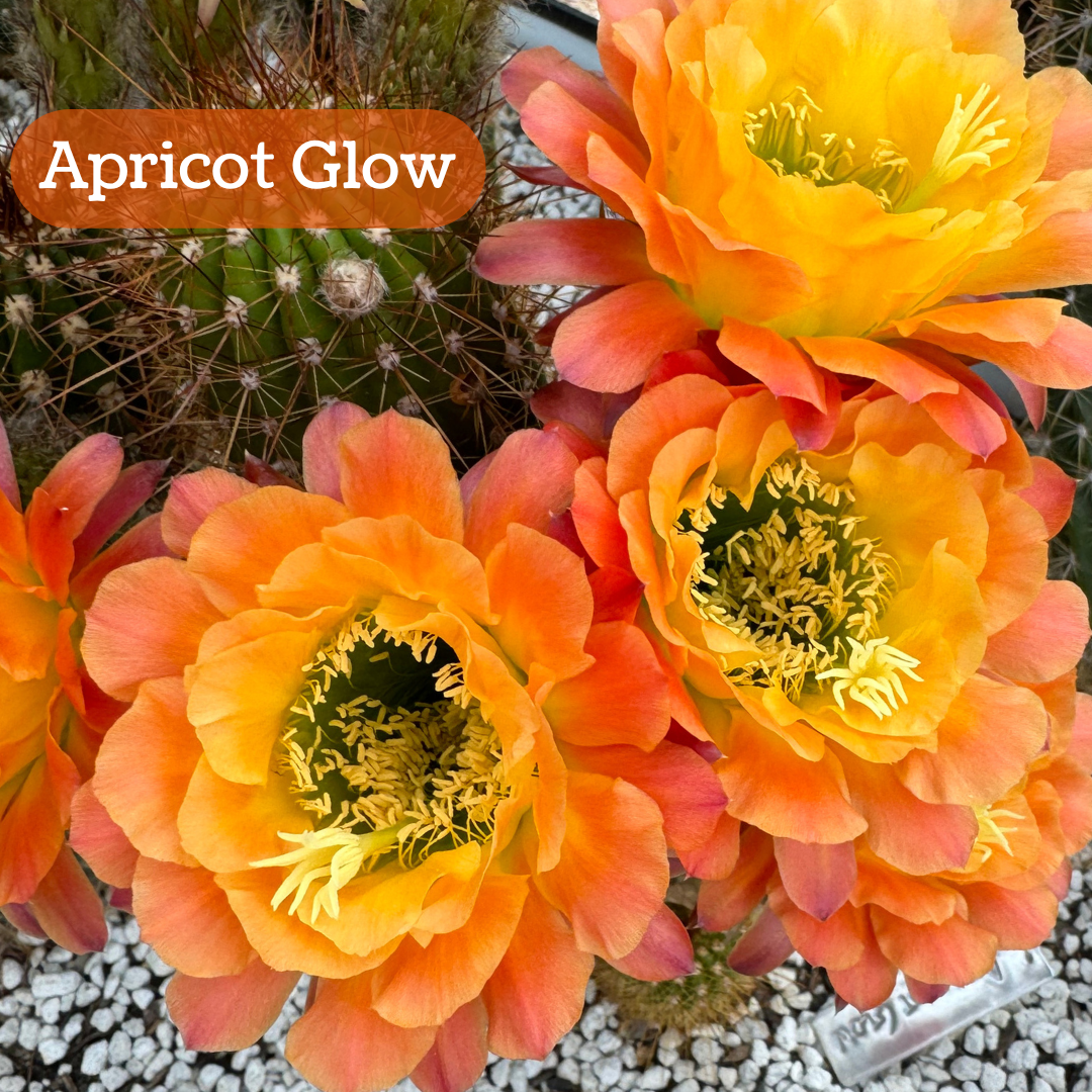 Apricot Glow torch cactus bloom, large wide ruffly petals, the center petals a golden yellow deepening to a peach-orange color at the outer petals. The pistil and stamen filaments are cream-colored with a light green center. 