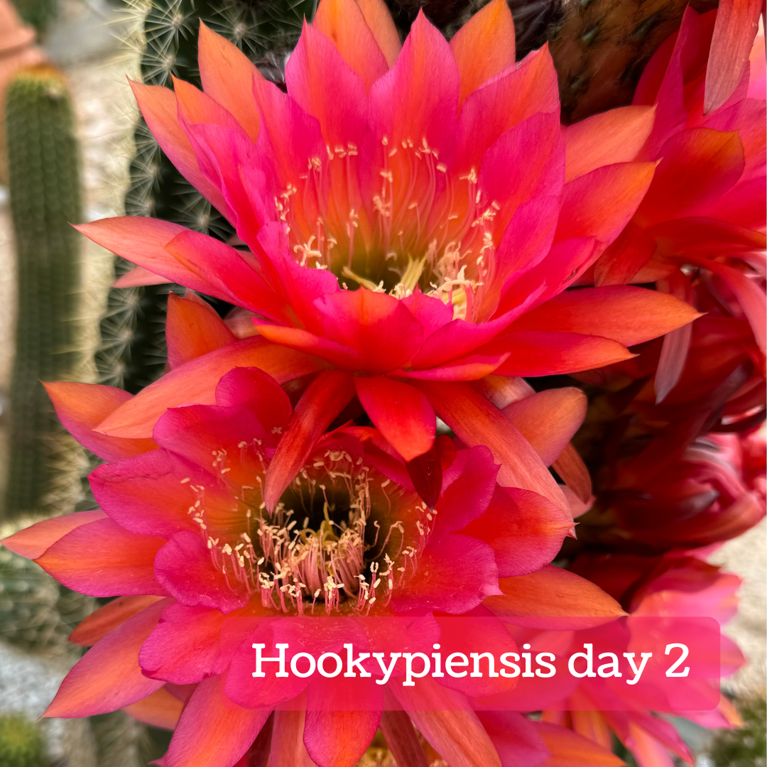 Captioned "Hookypiensis day 2," the flowers look a more muted pink and orange tone, but are still quite vibrant.