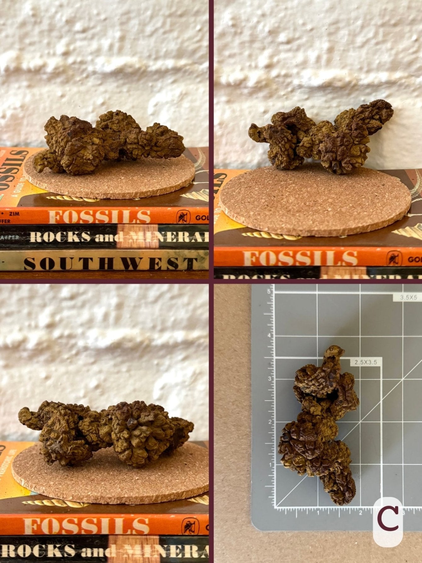 Option C, four views of a lumpy yellow-brown coprolite, with bunched up folds. The material is strongly crackled. The final image shows the piece on a measuring mat, measuring about three and a half inches in length.