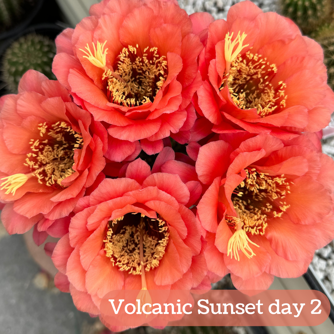 Volcanic Sunset torch cactus bloom on the second day, the color faded to salmon-pink-orange.