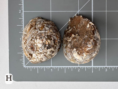 Option H: Scale image of the geode pair face-down on a measuring mat, measuring about an inch and a half in diameter.