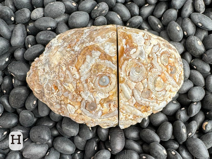 Option H:  the geode with halves placed together closed, displaying a ropy texture with rings.