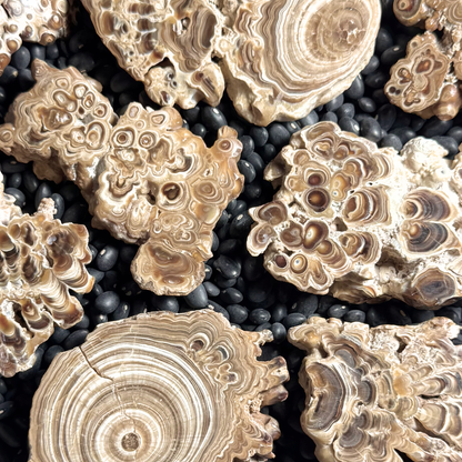 Aragonite cave formation, polished slice (medium)