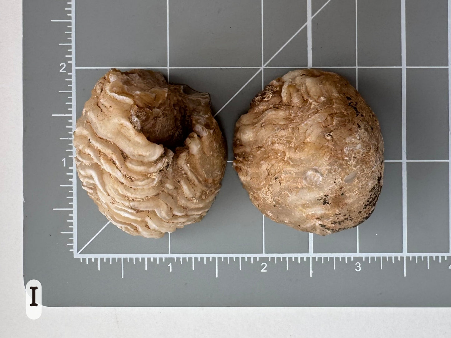 Option I: Scale image of the geode pair face-down on a measuring mat, measuring about an inch and a half in diameter.