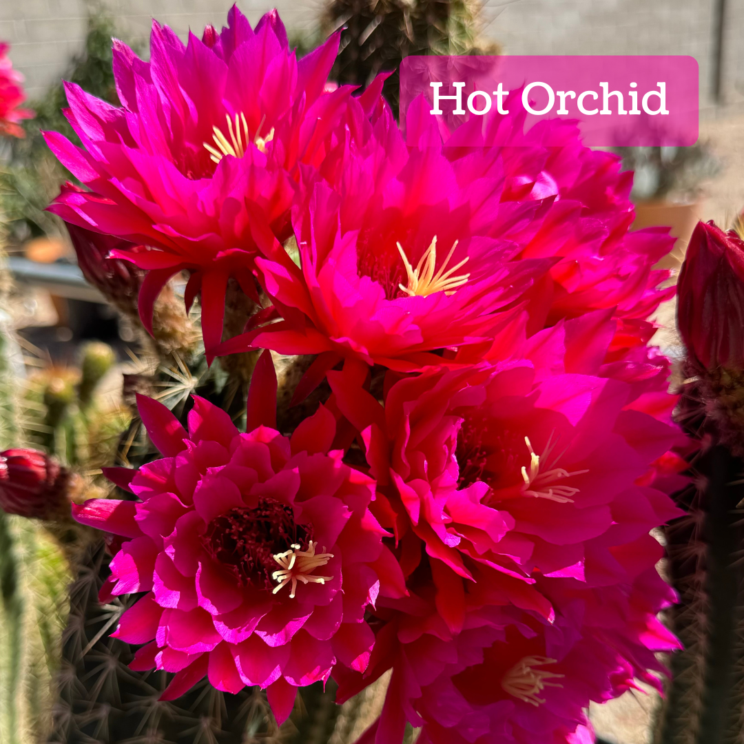 Captioned "Hot Orchid," a cluster of large flowers with long pointed petals on a cactus. The flower is bright hot pink, with lighter color in the center and darker pink on the outside of the flower. It has an outer layer of long thin petals. It has light yellow stigma and anthers.