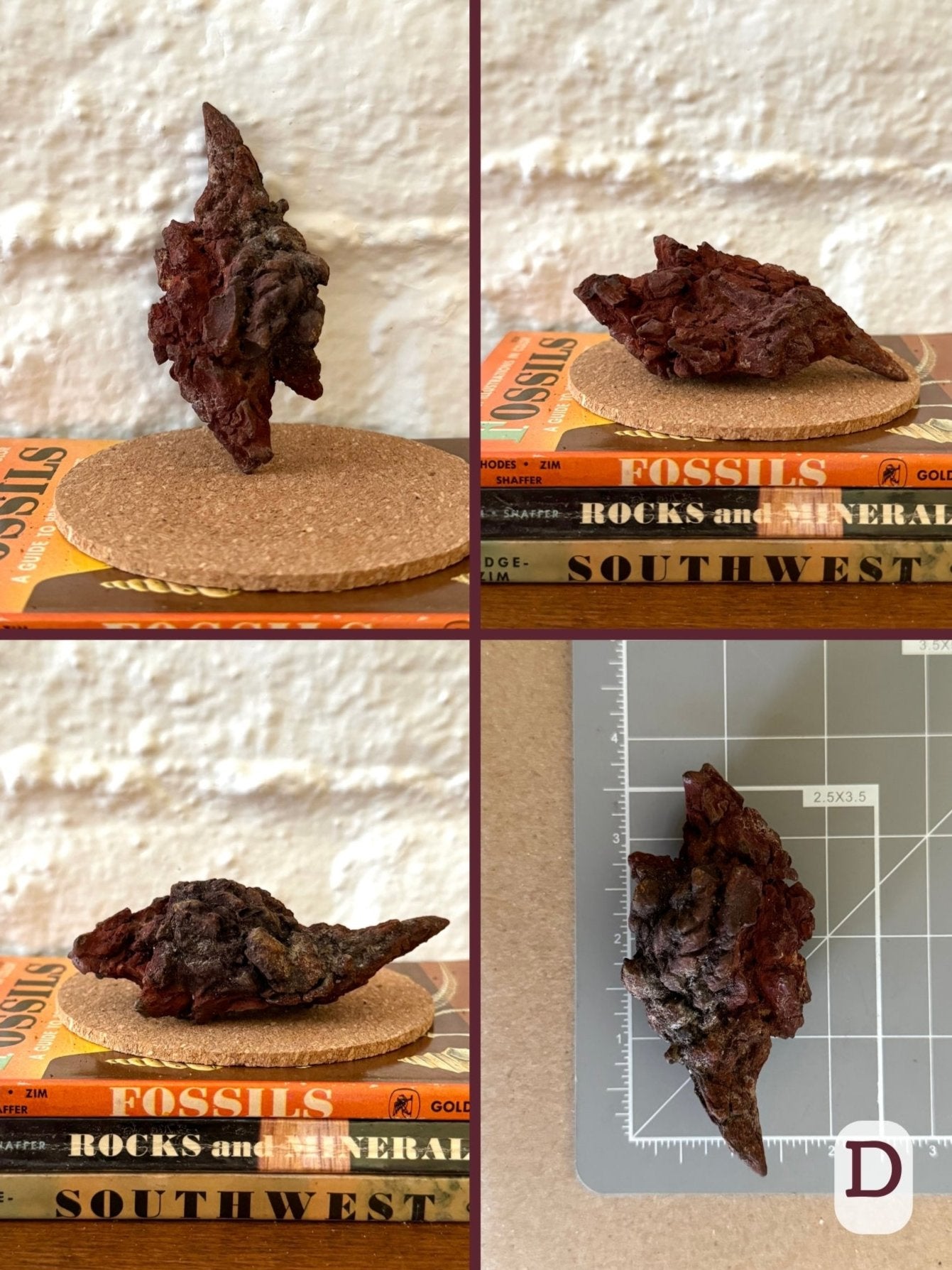 Option D, four views of a deep maroon-red and near-black coprolite. It is one lump with long thin pointed ends. The final image shows the piece on a measuring mat, measuring about three and a half inches long.