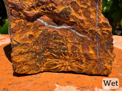 Captioned "wet," a detail view of the piece while wet, showing two white quartz veins, as starburst on dark brown background, and a radiating pattern of gold and red toned spotting