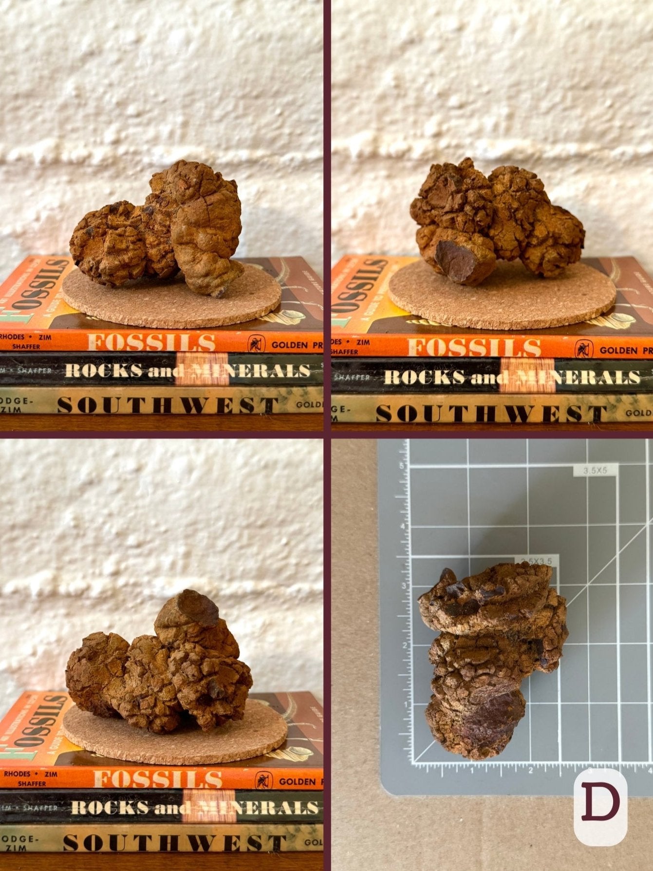 Option D, four views of a fat stumpy coprolite, with thick form folded over in a lump. Orange-brown color, with darker brown on one side. The final image shows the piece on a measuring mat, measuring about three inches long.