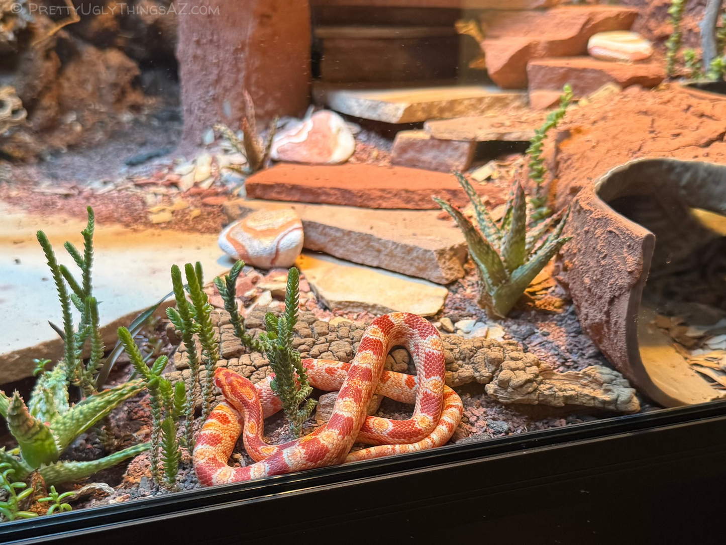 Arizona sandstone terrarium decor, bulk 18lb mixed colors