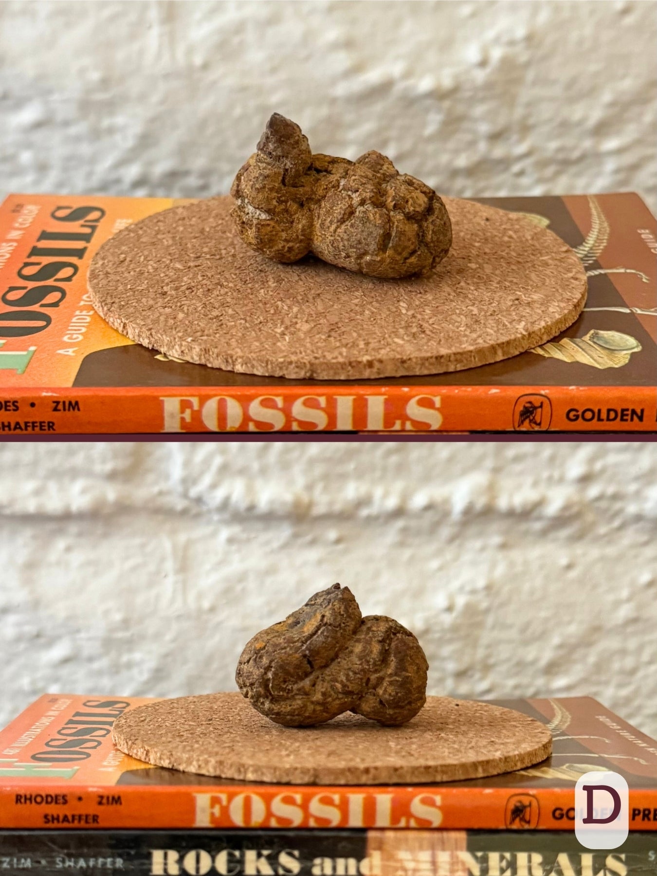 Option D, two views of a short, fat coprolite, classic soft-serve form and yellow-brown color.