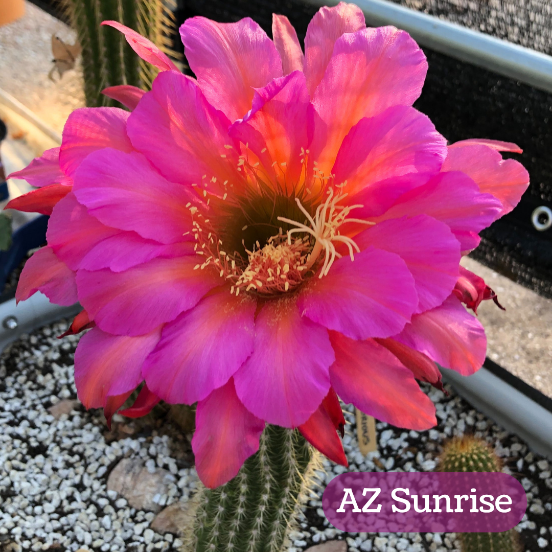 AZ Sunrise torch cactus bloom, a very bloom with rounded floppy center petals, the outer ones narrow and pointed. The flower is hot pink with a slightly violet undertone, and an orange streak up the center. The pistil and stamen filaments are cream colored.