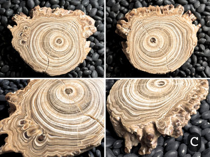 Aragonite cave formation, polished slice (medium)