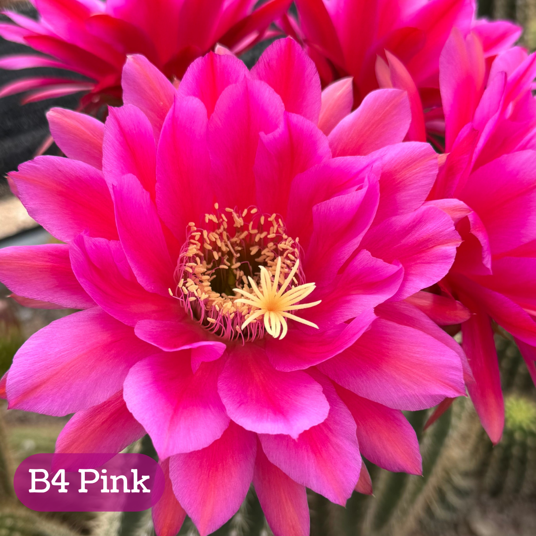 B4 Pink torch cactus bloom, a large flower with rose-like layers of petals that are a saturated Barbie-pink color, fading to a slightly lighter pink edges. A subtle orange stripe runs down the center of the petals. The pistil and stamen filaments are cream-colored.