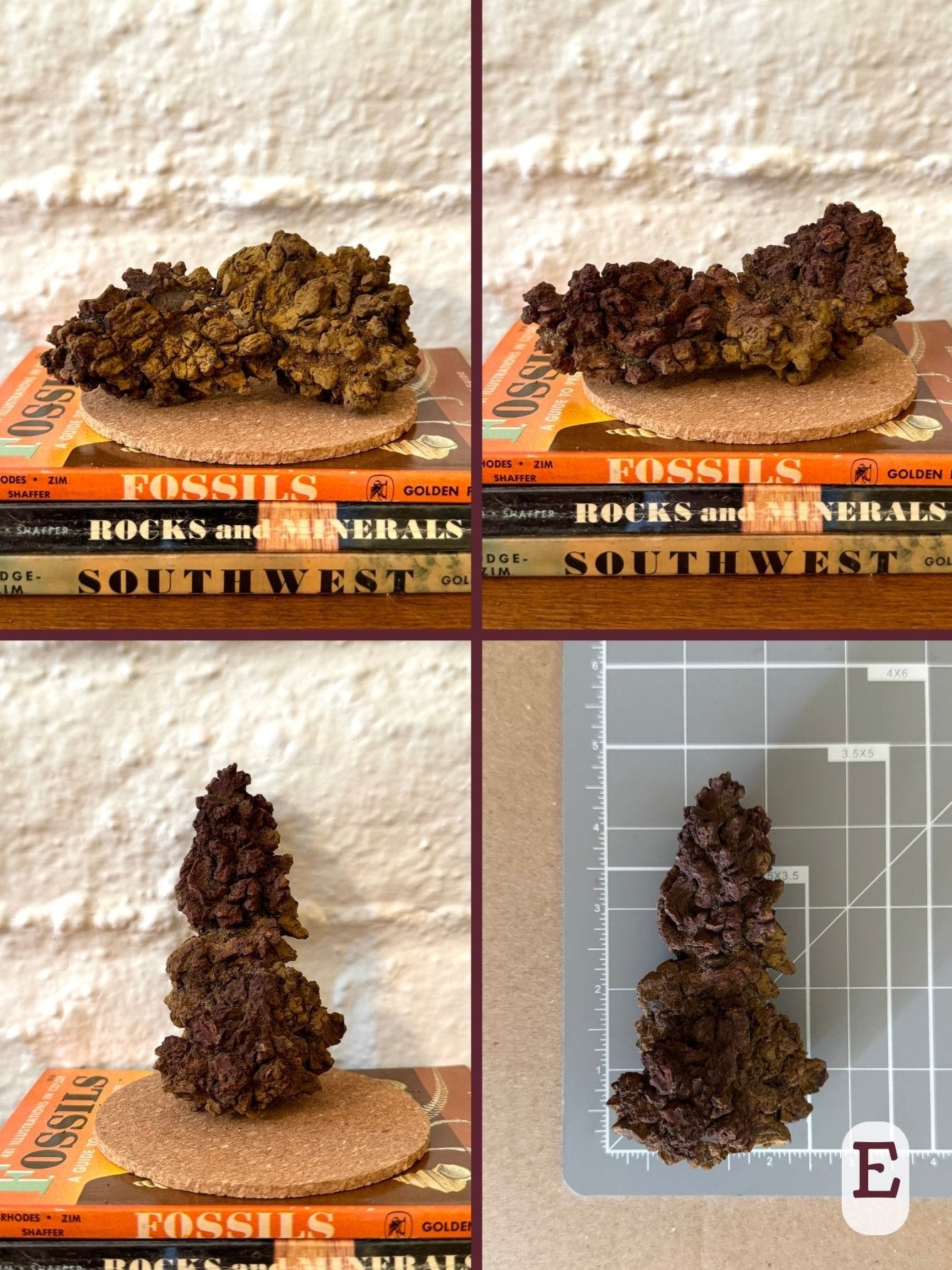 Option E, four views of a coprolite shaped like a tapered sausage, twisted in the center. It is dark red-brown on one side and a light golden color on the other. The piece has strong crackling. The final image shows the piece on a measuring mat, measuring almost four and a half inches long.